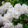 White Flowering Evergreen Azalea 3 Gallon F873