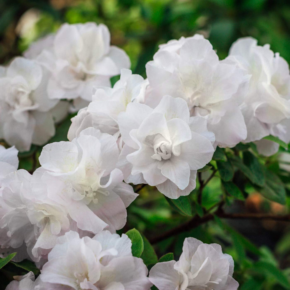 White Flowering Evergreen Azalea 3 Gallon F873