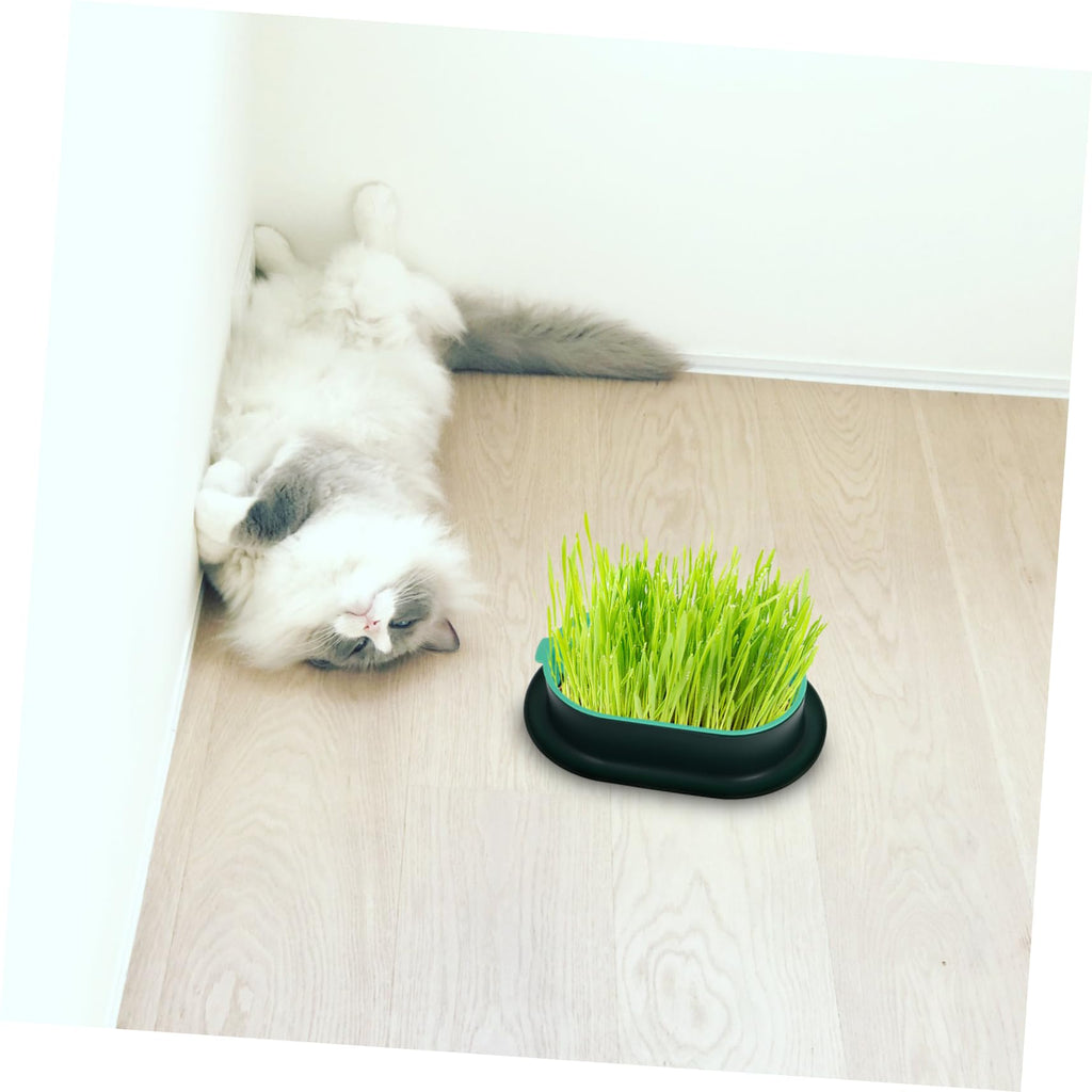 3 Pack Plastic Cat Grass Planter Boxes P45235