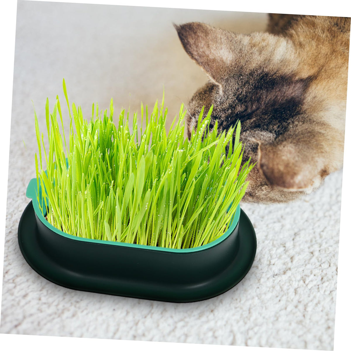 3 Pack Plastic Cat Grass Planter Boxes P45235