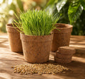 Organic Cat Grass Growing Kit 3 Pack with Soil Discs Coco Fiber Pots and Seeds B952994