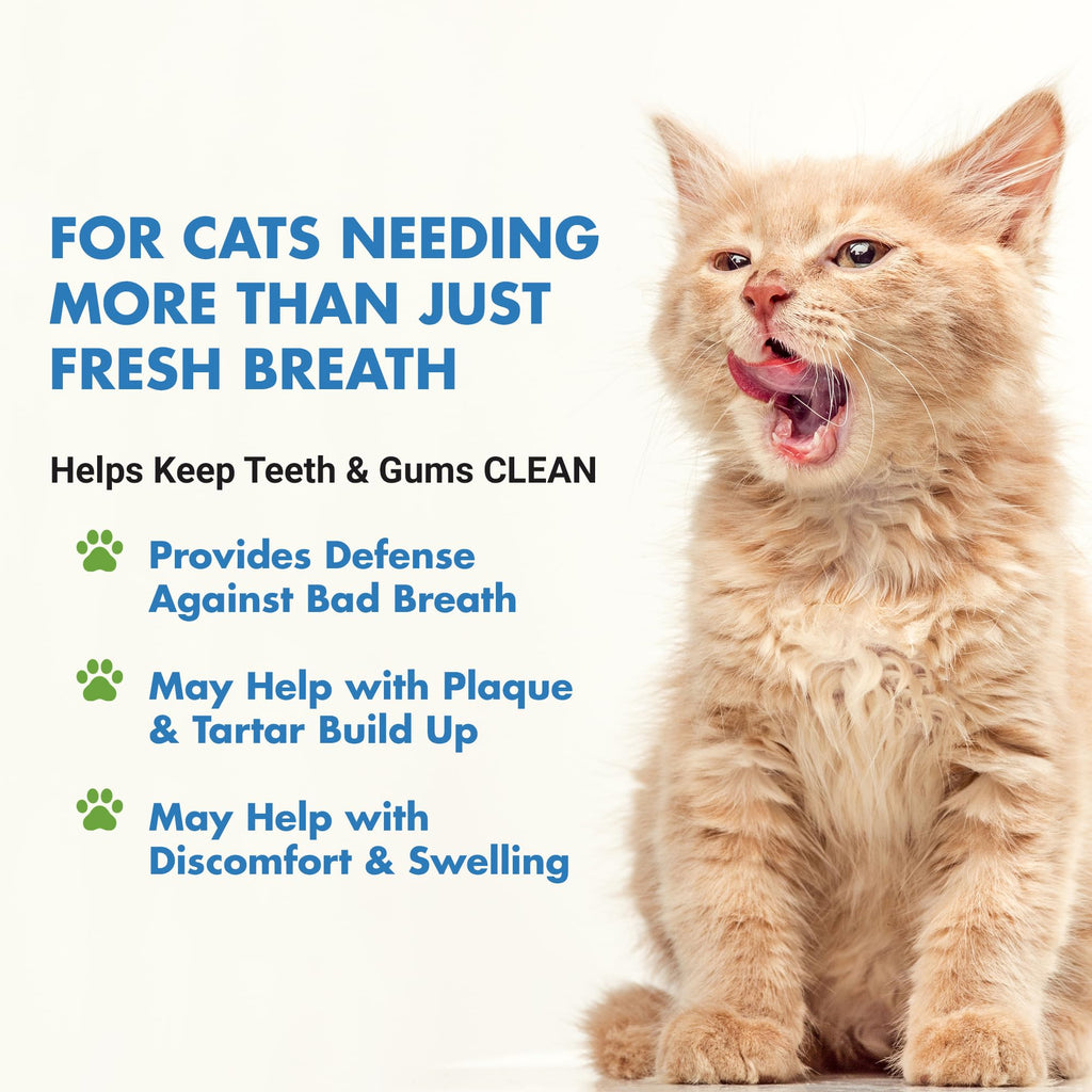 Cat Teeth Cleaning Dental Care Z9419