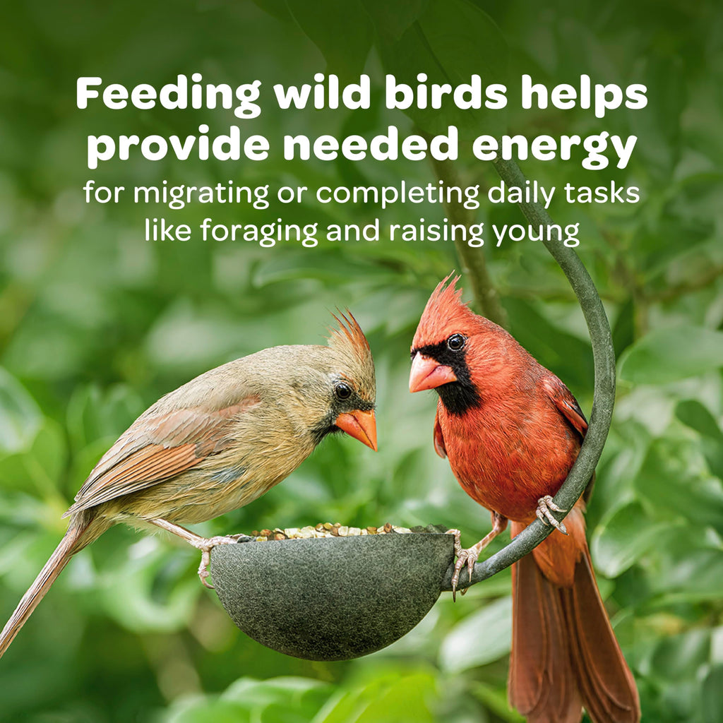 Nyjer Seed for Finches & Other Wild Birds, 20 Pounds T1967