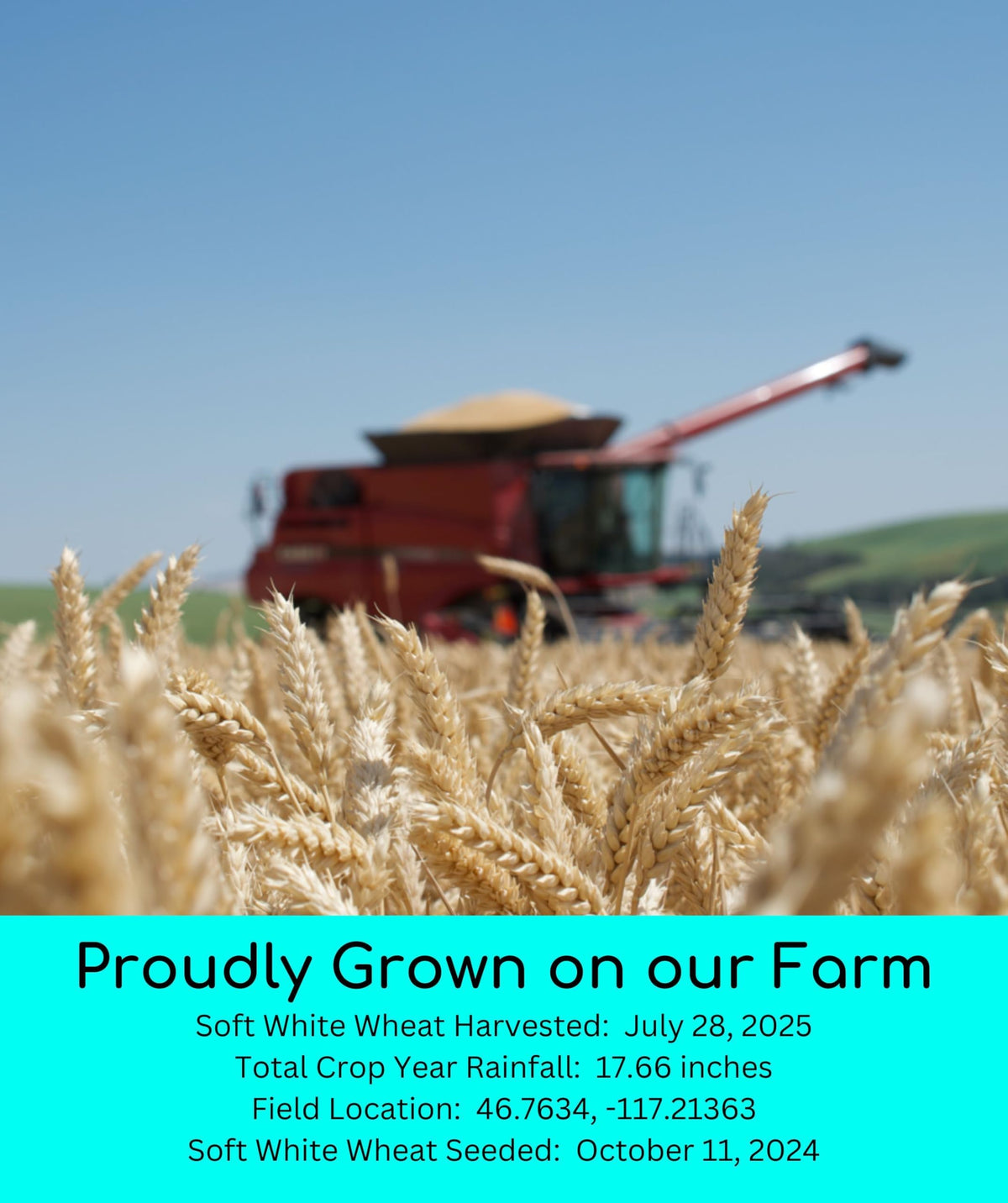 Hard Red Winter and Spring White Wheat Berries 100 LBS V4760