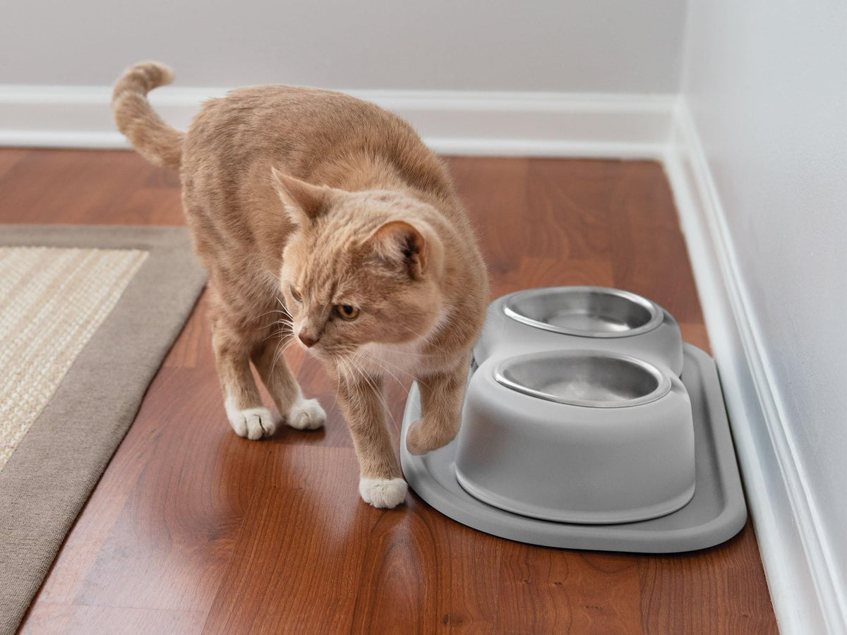 Elevated Dog/Cat Bowls 8oz Stainless Steel Y193