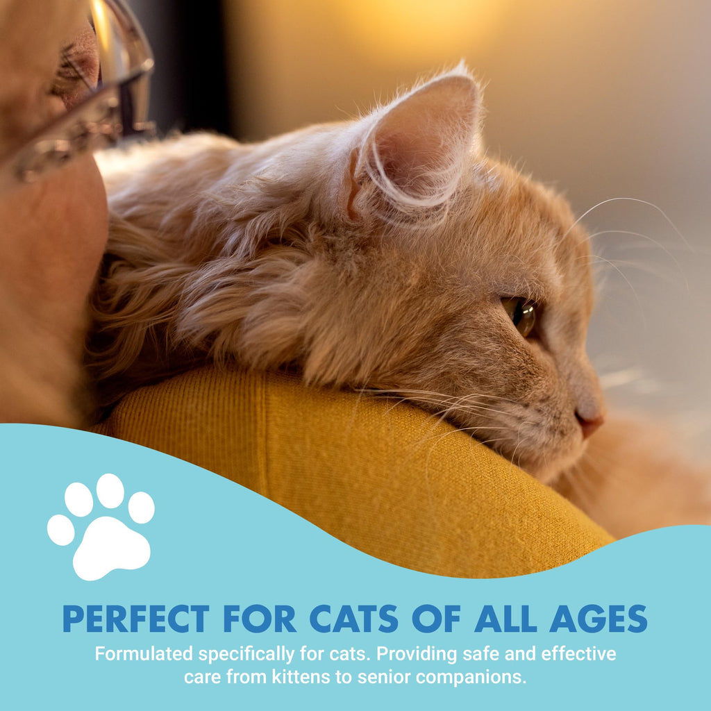 Cat Teeth Cleaning Dental Care Z9419