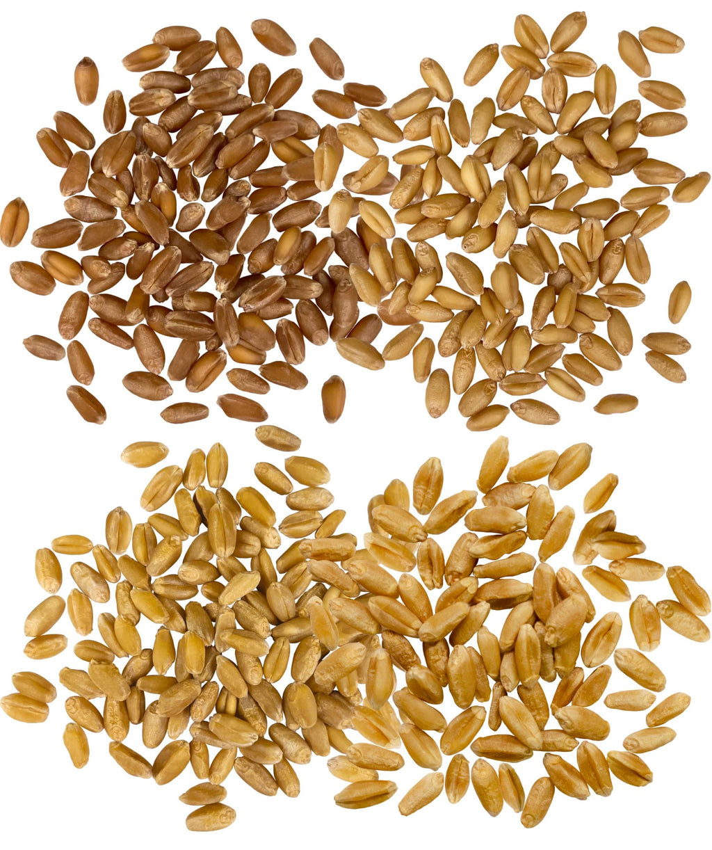 Hard Red Winter and Spring White Wheat Berries 100 LBS V4760